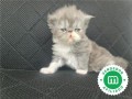 gatos-persas-disponibles-small-3