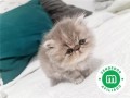 gatos-persas-disponibles-small-0