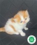 gatos-persas-disponibles-small-1