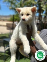 AKITA INU