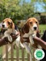 beagle-small-4