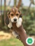 beagle-small-0