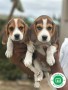 beagle-small-1