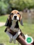 beagle-small-2