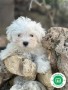 bichon-maltes-small-2