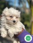 bichon-maltes-small-4