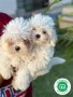 bichon-maltes-small-1