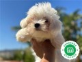 bichon-maltes-small-0