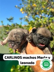 CARLINO