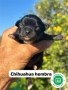 chihuahua-small-3