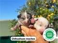 chihuahua-small-4