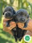 labrador-negro-small-0