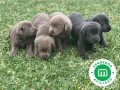 labrador-negro-small-2