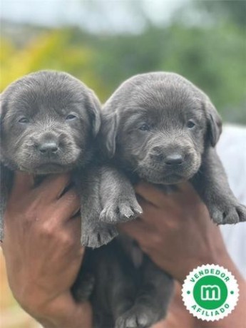 labrador-negro-big-1