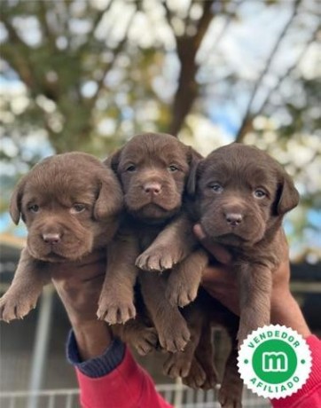 labrador-negro-big-3