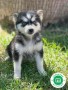 husky-small-0