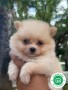 pomerania-small-0