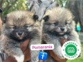 pomerania-small-3