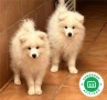 samoyedo-small-0