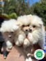 samoyedo-small-1