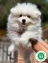 samoyedo-small-2