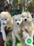 samoyedo-small-3