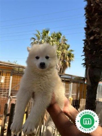 samoyedo-big-4