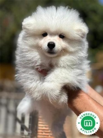 samoyedo-big-2