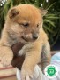 shiba-inu-small-4