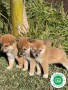 shiba-inu-small-5