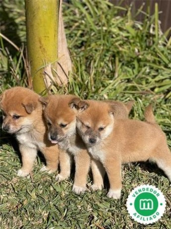 shiba-inu-big-5