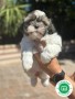 shih-tzu-small-1