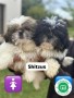 shih-tzu-small-0