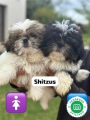 SHIH TZU