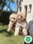 maltipoo-small-1