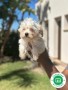 maltipoo-small-2