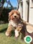 cavapoo-small-3