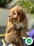 cavapoo-small-1