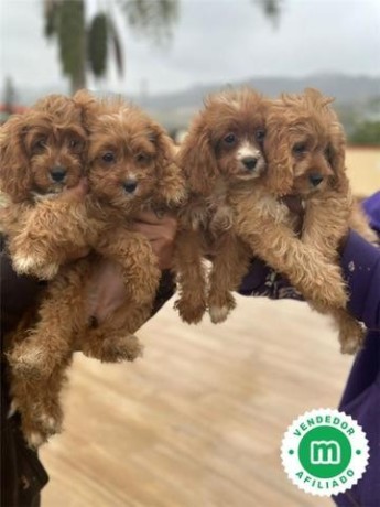 cavapoo-big-4