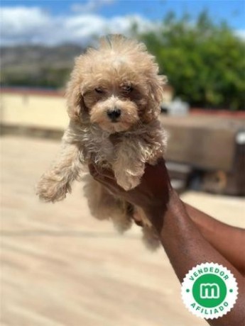 cavapoo-big-2