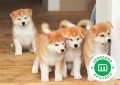 cachorrito-akita-inu-small-0