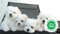 cachorrito-bichon-maltes-small-0