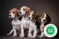 cachorrito-beagle-tricolor-small-0