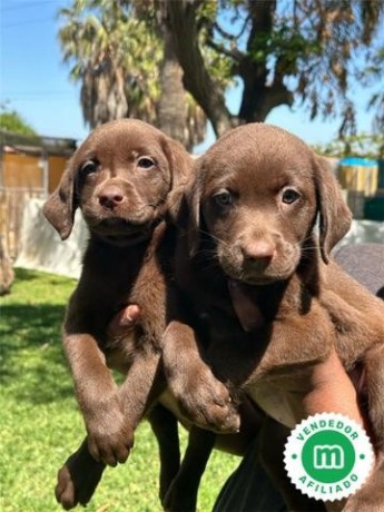 cachorrito-labrador-retriever-big-0