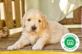 cachorrito-goldendoodle-small-0