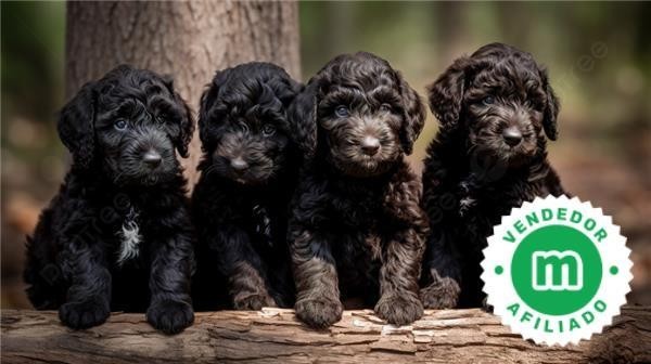 cachorrito-labradoodle-negro-big-0