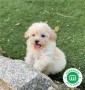 cachorrito-maltipoo-small-0