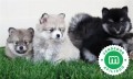 cachorrito-pomsky-small-0