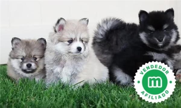 cachorrito-pomsky-big-0