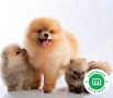 cachorrito-pomerania-small-0